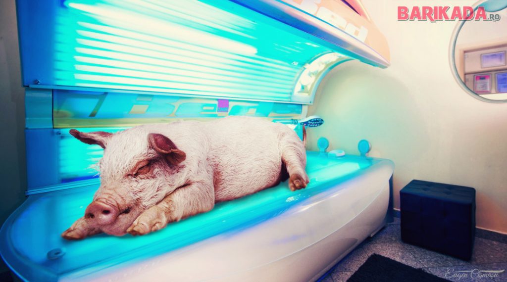 porc la solar