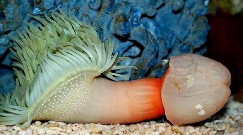 meduza aruba caraibe