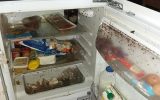 viermi in frigider 2