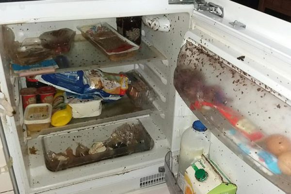 viermi in frigider 2