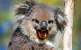 activista anti vaccin koala